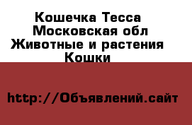 Кошечка Тесса - Московская обл. Животные и растения » Кошки   